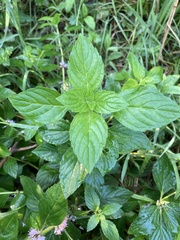 Mentha arvensis