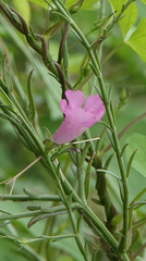 Agalinis heterophylla