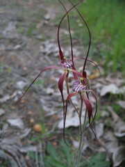 Caladenia chapmanii