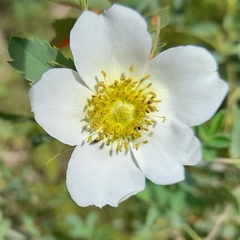 Rosa beggeriana