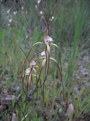 Caladenia chapmanii