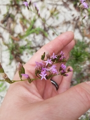 Liatris pauciflora secunda