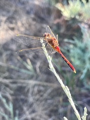 Odonata