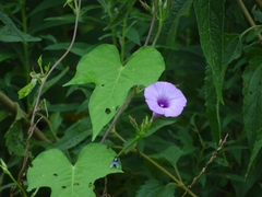 Ipomoea cordatotriloba