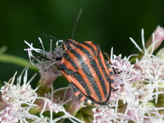 Graphosoma italicum