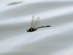 Macromia