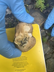 Scleroderma