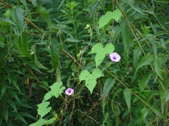 Ipomoea cordatotriloba