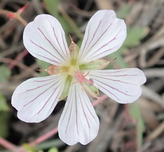 Geranium ornithopodon