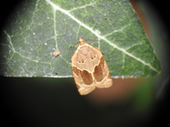 Clepsis dumicolana