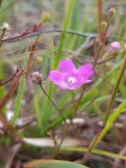 Agalinis decemloba