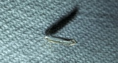 Argyresthia subreticulata