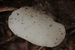 Pseudohydnum gelatinosum