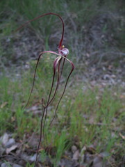 Caladenia chapmanii