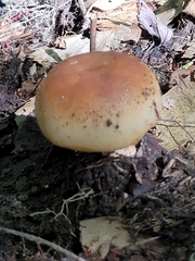 Russula compacta