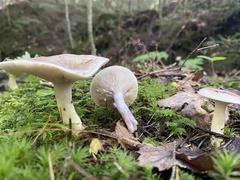 Lactarius uvidus uvidus
