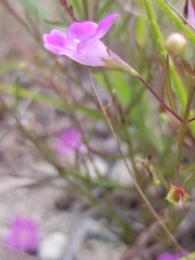 Agalinis decemloba