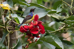 Anthreptes malacensis