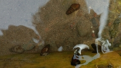 Juga plicifera