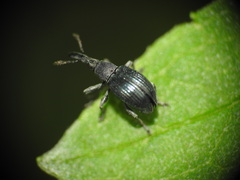 Apioninae