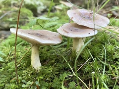 Lactarius uvidus uvidus