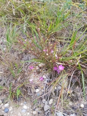 Agalinis decemloba