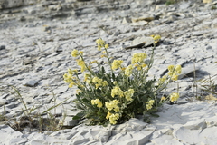 Matthiola odoratissima