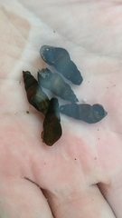 Juga plicifera