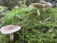 Lactarius uvidus uvidus