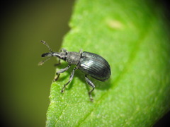Apioninae