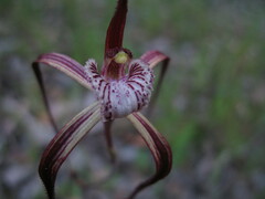 Caladenia chapmanii