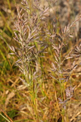 Festuca rubra