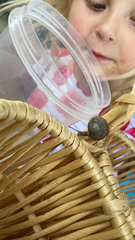 Zachrysia provisoria