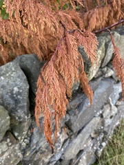 Chamaecyparis lawsoniana