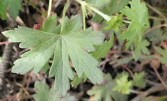 Geranium ornithopodon
