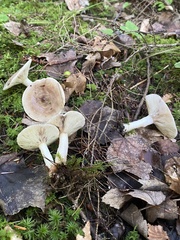 Lactarius uvidus uvidus