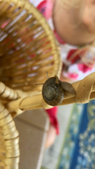 Zachrysia provisoria