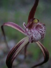 Caladenia chapmanii