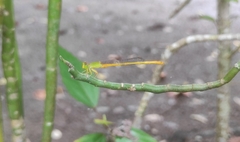 Ceriagrion coromandelianum
