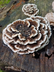 Trametes versicolor