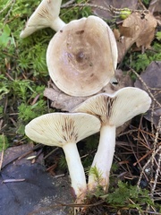 Lactarius uvidus uvidus