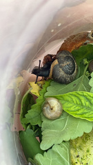 Zachrysia provisoria