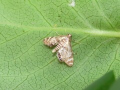 Petrophila canadensis