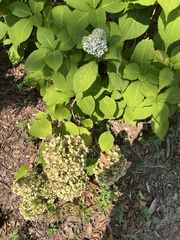 Hydrangea