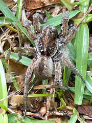 Lycosidae