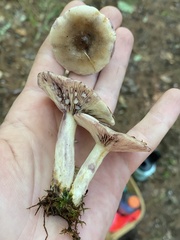 Lactarius uvidus uvidus