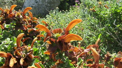 Salvia aurea