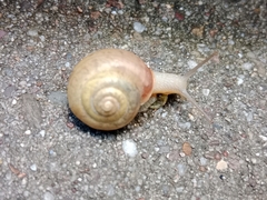 Fruticicola fruticum