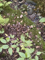 Lactarius uvidus uvidus