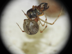 Parasteatoda